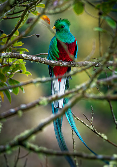 Quetzal