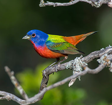 Male Painted Bunting