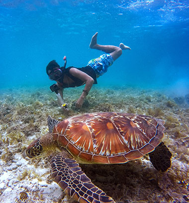 Snorkeling with a sea turtle