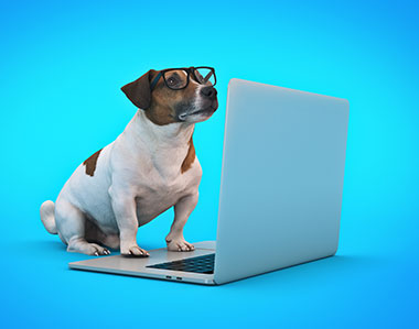 Cute little dog shopping on a laptop