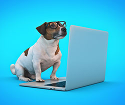 Pet Supplies,  dog looking at a computer laptop