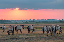 Wild horses and beautiful sunset over Hortobágy National Park