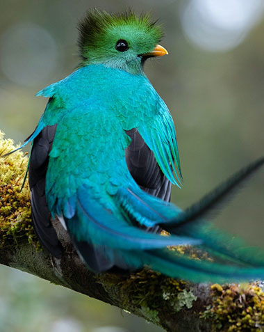 Resplendent Quetzal