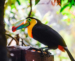 Toucan in costa rica