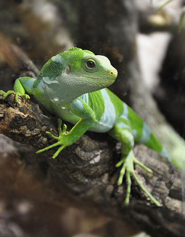 Green Fiji iguana on tree