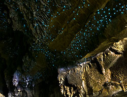 millions of glowworms in caves