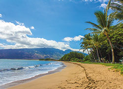 Beautiful beach with palm trees in Hawaii