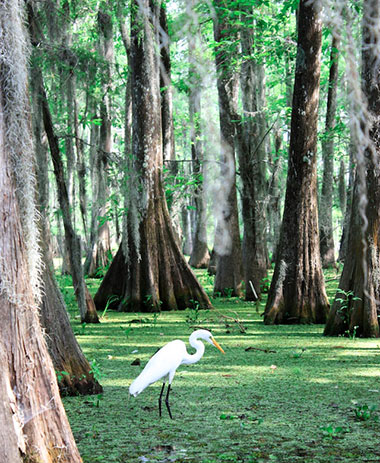 Lake Martin, Louisiana