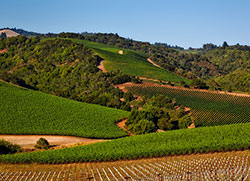 Napa Valley vineyards