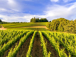 Vineyard in Willamette Valley