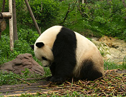 Giant Panda